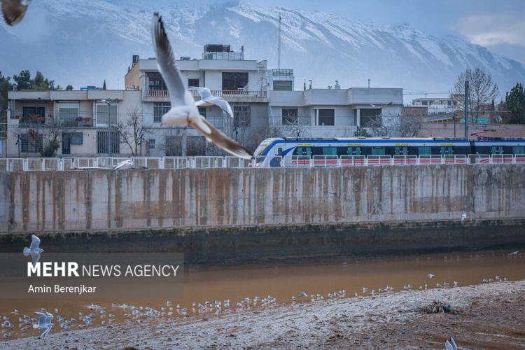 تصاویر مرغان دریایی میهمان زمستانی شیراز,عکس های مرغان دریایی,تصاویری از مرغان دریایی در شیراز