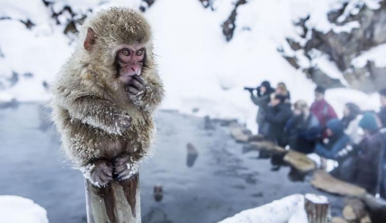 تصاویر میمون‌های برفی,عکس های میمون ها در برف,تصاویری از میمون ها در برف