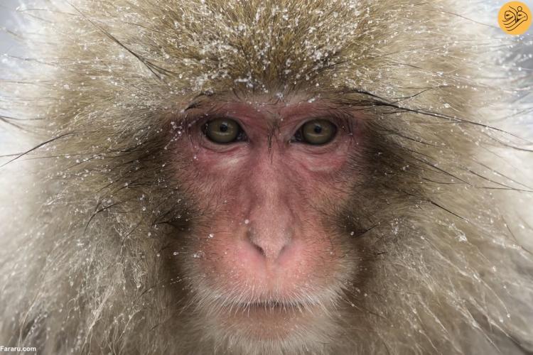 تصاویر میمون‌های برفی,عکس های میمون ها در برف,تصاویری از میمون ها در برف