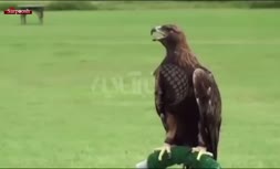 تصاویری عجیب از پلک زدن عقاب در نمایی آهسته