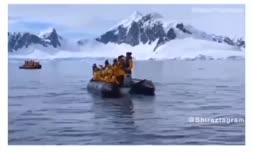 فیلم/ فرار پنگوئن از دست نهنگ قاتل و پناه آوردن به قایق گردشگران