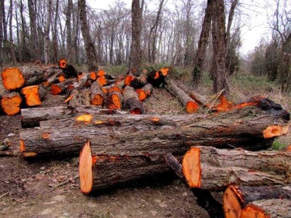 درختان,نابودی درختان