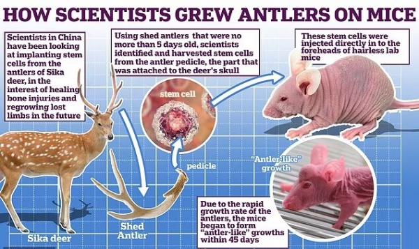 موشهای شاخ دار,فناوری سلولهای بنیادی