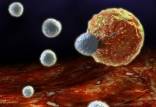 سلول‌های T,قابله موفق سیستم ایمنی با سرطان