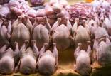 قیمت انواع گوشت ماکیان در بازار,قیمت غاز و خروس