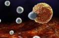 سلول‌های T,قابله موفق سیستم ایمنی با سرطان
