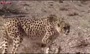 فیلم/ شواهدی از بارداری «ایران» یوزپلنگ ماده