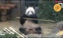 فیلم/ وداع با خرس پاندای محبوب در ژاپن