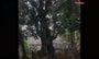 فیلم/ درخت ۷۰۰ ساله با قابلیتی باورنکردنی!