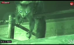 فیلم | این حیوان قهرمان فروکردن انگشت در بینی است!