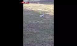 فیلم/ مهارت فوق‌العاده یک سگ در انجام حرکات نمایشی با توپ