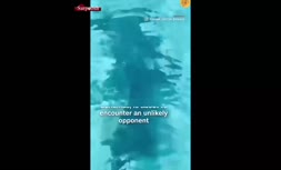 فیلم/ رویارویی نفس‌گیر یک سگ با کوسه غول پیکر