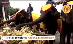 فیلم/ جشن روز ملی فیل در تایلند
