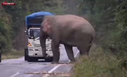 فیلم/ رفتار عجیب فیل‌ها؛ دزدی در روز روشن!