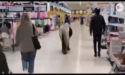 فیلم/ اسب سرگردان در راهروهای فروشگاه ولز