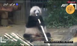 فیلم/ وداع با خرس پاندای محبوب در ژاپن