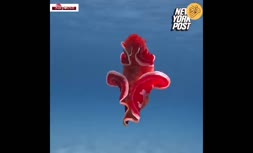 فیلم/ رقص یک حلزون دریایی در خلیج مرجانی استرالیا