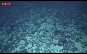 فیلم/ ظاهر شدن بادکنک سیاه عجیب در اعماق اقیانوس!