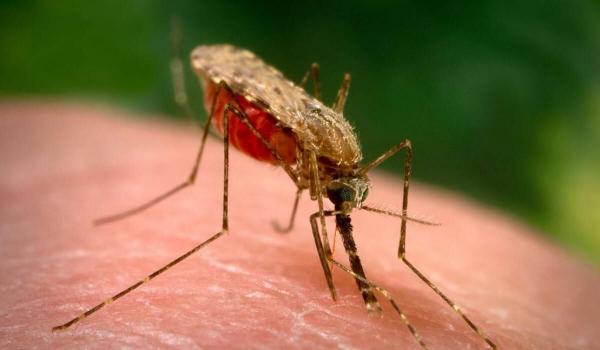 جولان مالاریا در سیستان و بلوچستان,مالاریا