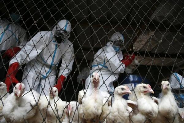 آنفلوآنزای پرندگان,مرگ بر اثر آنفلوآنزای پرندگان در چین
