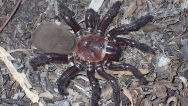 عنکبوت,کشف گونه‌ای جدید از عنکبوت در استرالیا