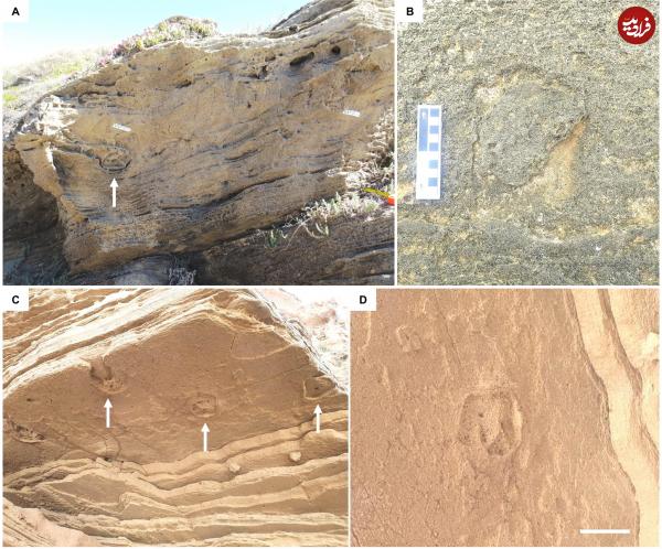 گورخر,کشف ردپای گورخرهای باستانی غول‌پیکر در آفریقای جنوبی