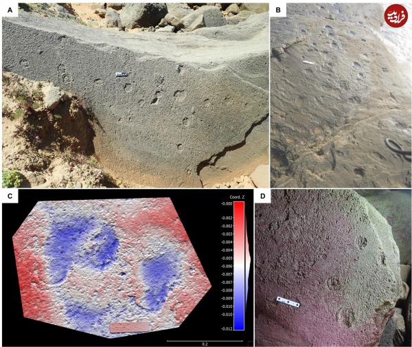 گورخر,کشف ردپای گورخرهای باستانی غول‌پیکر در آفریقای جنوبی