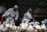 آنفلوآنزای پرندگان,مرگ بر اثر آنفلوآنزای پرندگان در چین