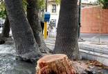درخت‌کشی بی‌سابقه زاکانی در تهران,قطع درختان در تهران