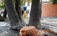 درخت‌کشی بی‌سابقه زاکانی در تهران,قطع درختان در تهران