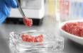 چربی آزمایشگاهی,تولید چربی آزمایشگاهی برای بهبود بافت گوشت مصنوعی