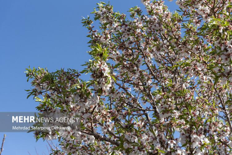 تصاویر شکوفه‌های بهاری شهر سامان,عکس های شکوفه های بهاری در شهر سامان,تصاویر شکوفه های بهاری شهرستان سامان