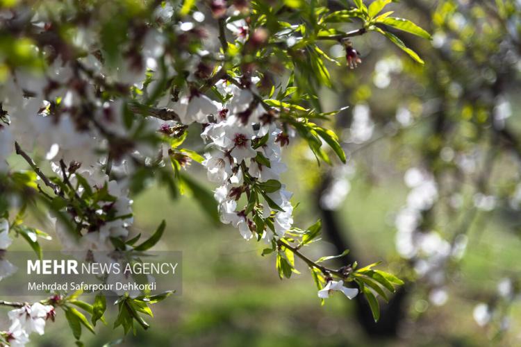 تصاویر شکوفه‌های بهاری شهر سامان,عکس های شکوفه های بهاری در شهر سامان,تصاویر شکوفه های بهاری شهرستان سامان