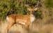 گوزن,تولد اولین گوساله گوزن زرد ایرانی در دشت ناز