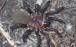 عنکبوت,کشف گونه‌ای جدید از عنکبوت در استرالیا