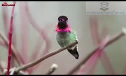 فیلم/ پرنده‌ای شگفت‌انگیز که در یک دقیقه ۶۲ بار رنگ عوض می‌کند