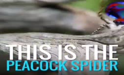 فیلم/ کشف عنکبوت رقصنده در استرالیا