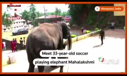 فیلم/ هنرنمایی فیل ۳۳ ساله با توپ فوتبال برای جذب توریست