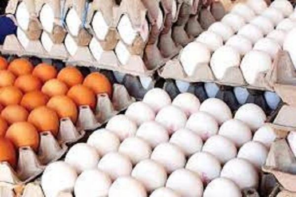افزایش قیمت تخم مرغ,گرانی تخم مرغ