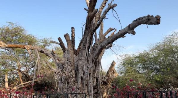 درخت انجیر معابد ۵۰۰ ساله,درخت 500 ساله کیش
