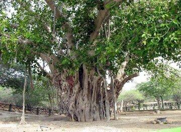 درخت انجیر معابد ۵۰۰ ساله,درخت 500 ساله کیش