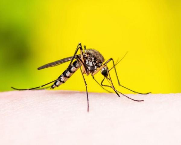 مرگبارترین جانور جهان برای انسان‌ها,دلیل اصلی کشنده بودن پشه‌ها