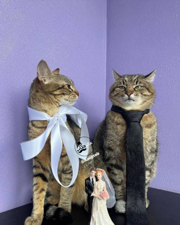 گربه,عقد دو گربه معروف فضای مجازی