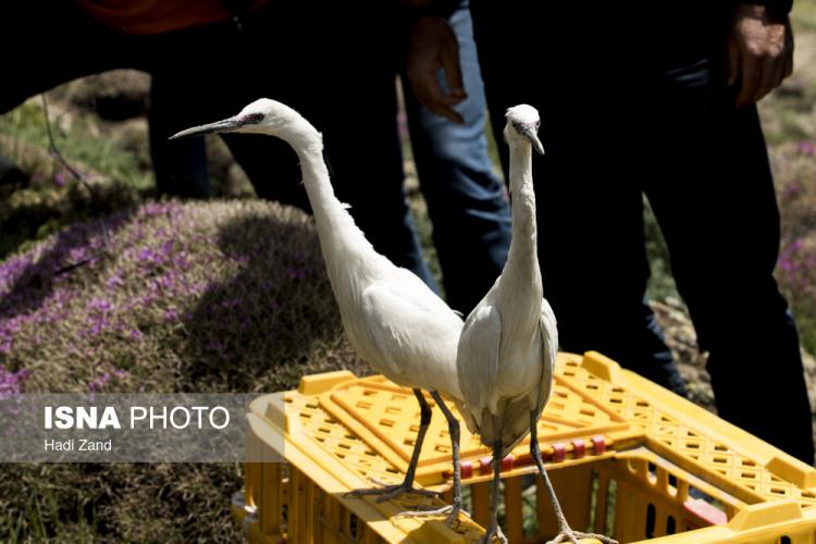 تصاویر آزادسازی پرندگان در پارک ملی لار,عکس های آزادسازی پرندگان در پارک ملی لار,تصاویری از آزادسازی پرندگان در پارک ملی لار