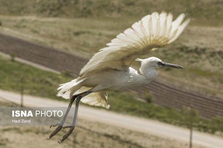 تصاویر آزادسازی پرندگان در پارک ملی لار,عکس های آزادسازی پرندگان در پارک ملی لار,تصاویری از آزادسازی پرندگان در پارک ملی لار