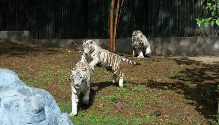 تصاویر نمایش دو توله ببر سفید در خطر انقراض,عکس های ببر سفید,تصاویری از ببرهای سفید در باغ وحش هند