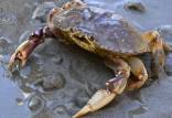 خرچنگ,تغییرات اقلیمی منجر به نابودی بزرگترین خانواده خرچنگ ها شد
