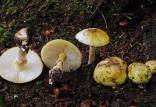 قارچ سمی,کشف پادزهری برای سمی ترین قارچ جهان