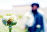 کشت تریاک در افغانستان,مواد مخدر