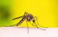 مرگبارترین جانور جهان برای انسان‌ها,دلیل اصلی کشنده بودن پشه‌ها